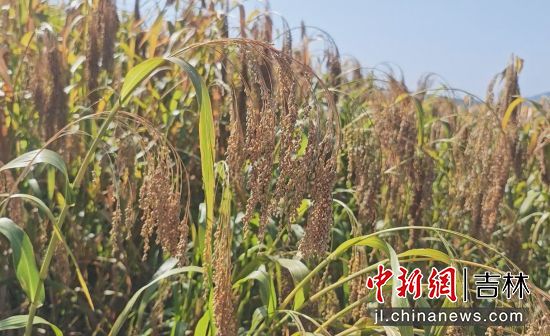 安圖縣委宣傳部/供圖 安圖縣委宣傳部/供圖