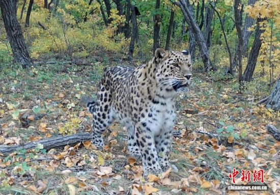 2025���ږ|���������ҹ��@�Ĕz�Ė|������(��ҕ��ý���D)