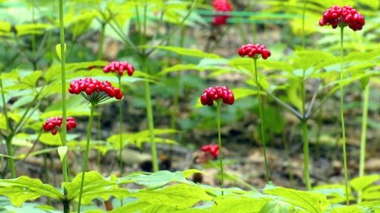 �����J�C�����D�˅������ء���Ȧ